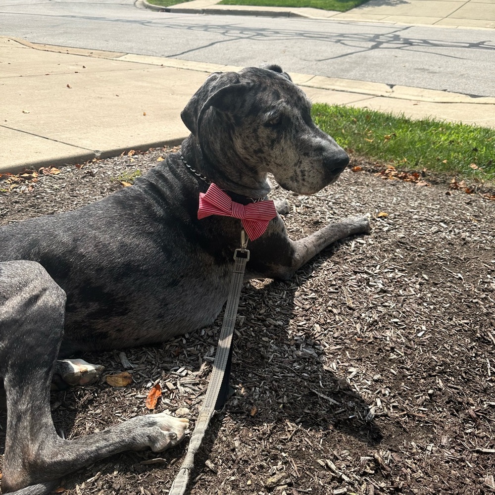 Meet your Posher, Anne